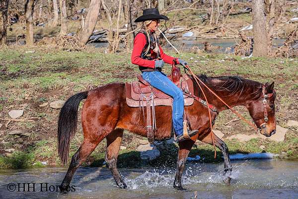 beginner-quarter-horse