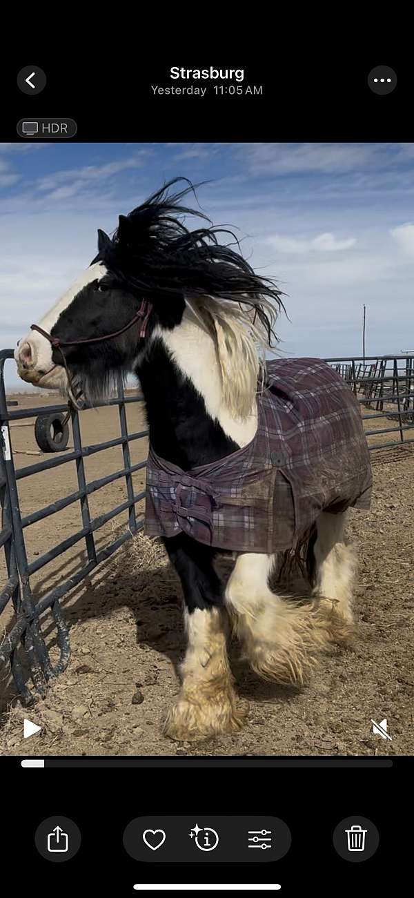 gypsy-vanner-appendix-horse