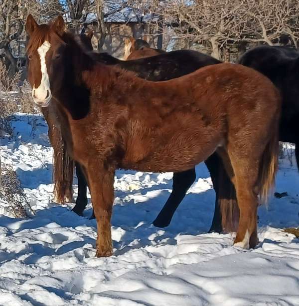 halter-heel-colt