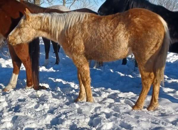 halter-rabicano-palomino-horse