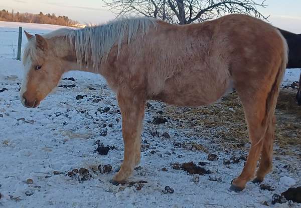 palomino-halter-rabicano-horse