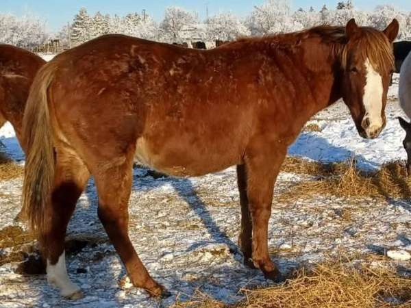 quarter-horse-filly