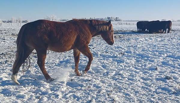 quarter-horse