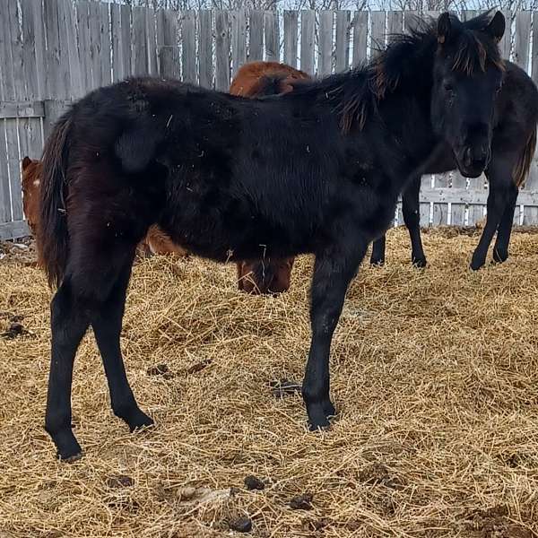 quarter-horse-for-sale