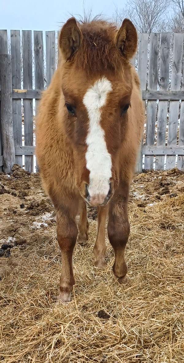 athletic-rabicano-horse