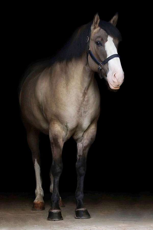 ability-draft-horse