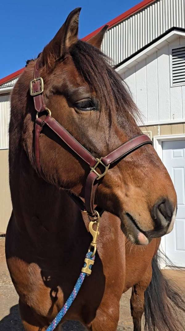 dressage-warmblood-horse