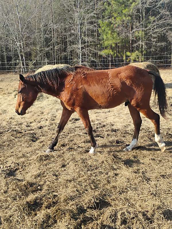 curly-mustang-horse-for-sale