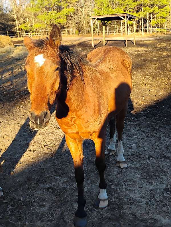 curly-mustang-horse