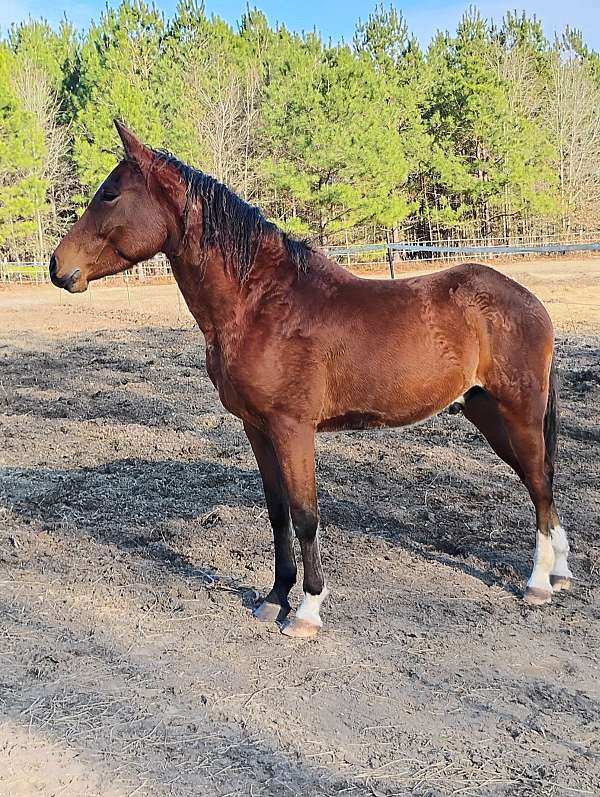 curly-mustang