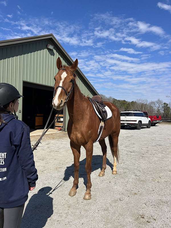 white-sock-blaze-horse