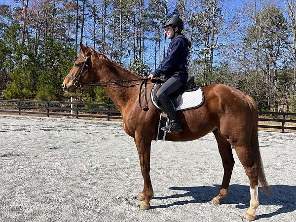 chestnut-white-sock-blaze-horse