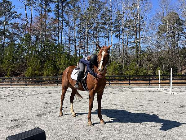 dressage-thoroughbred-horse