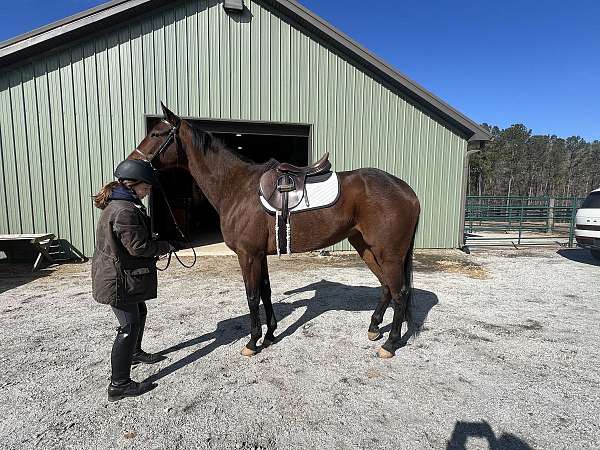 dressage-thoroughbred-horse