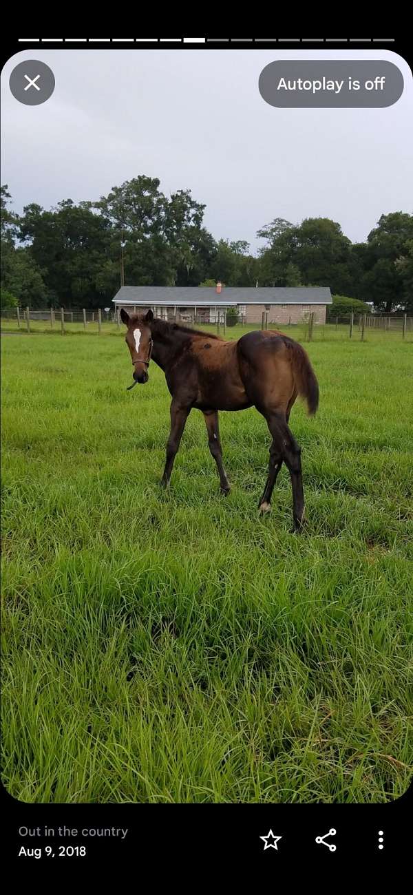 eventing-thoroughbred-horse