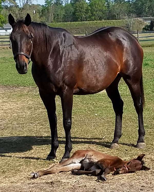 hunter-thoroughbred-horse