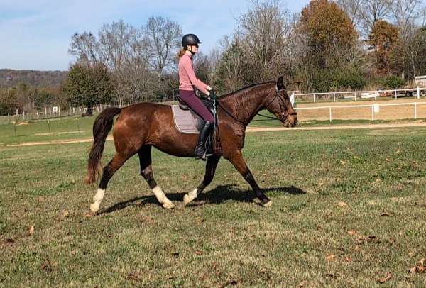 breeding-hanoverian-horse