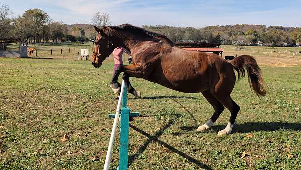 classical-hanoverian-horse