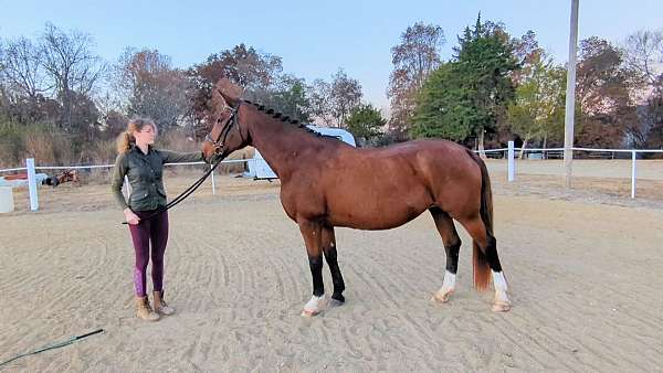 dressage-hanoverian-horse