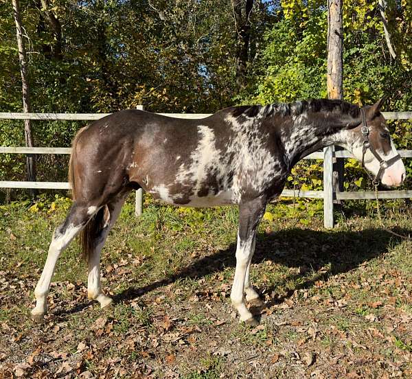 bay-dominant-white-horse