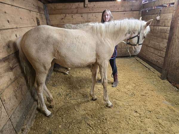 palomino-palomino-thoroughbred-filly-weanling