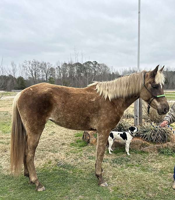 5-year-old-missouri-fox-trotter-horse