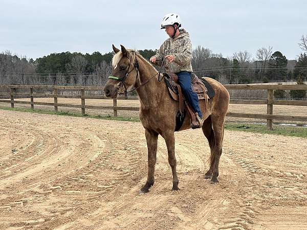 pacer-missouri-fox-trotter-horse