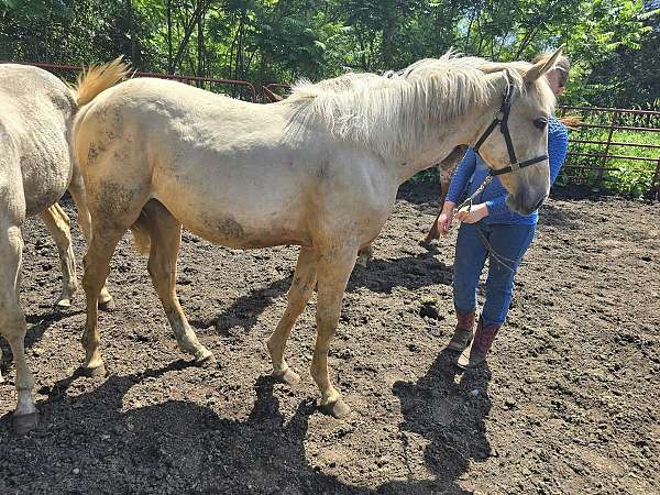 palomino-filly-weanling-for-sale