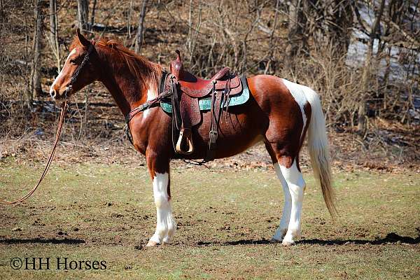 all-around-missouri-fox-trotter-horse