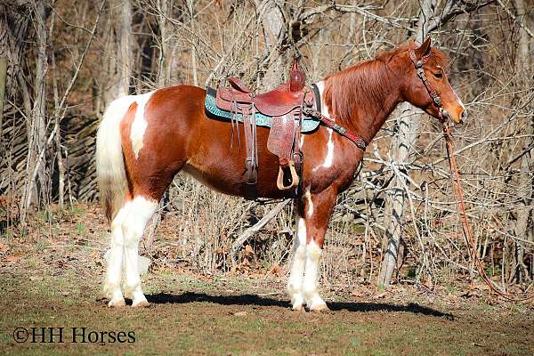 athletic-missouri-fox-trotter-horse