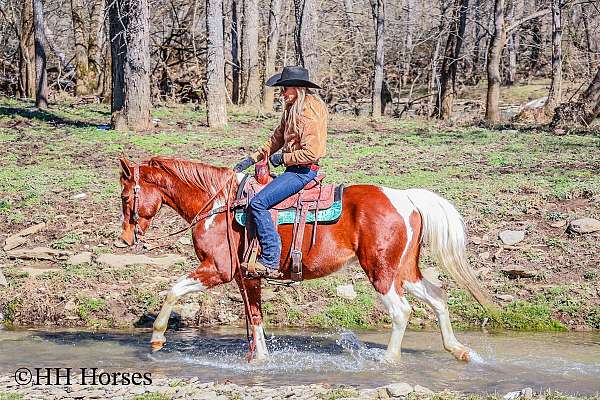 beginner-missouri-fox-trotter-horse