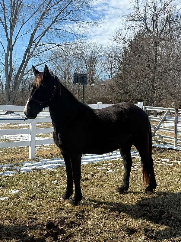 all-tennessee-walking-horse