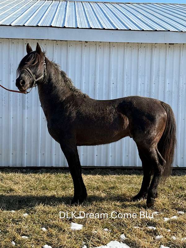 black-mare-tennessee-walking-horse