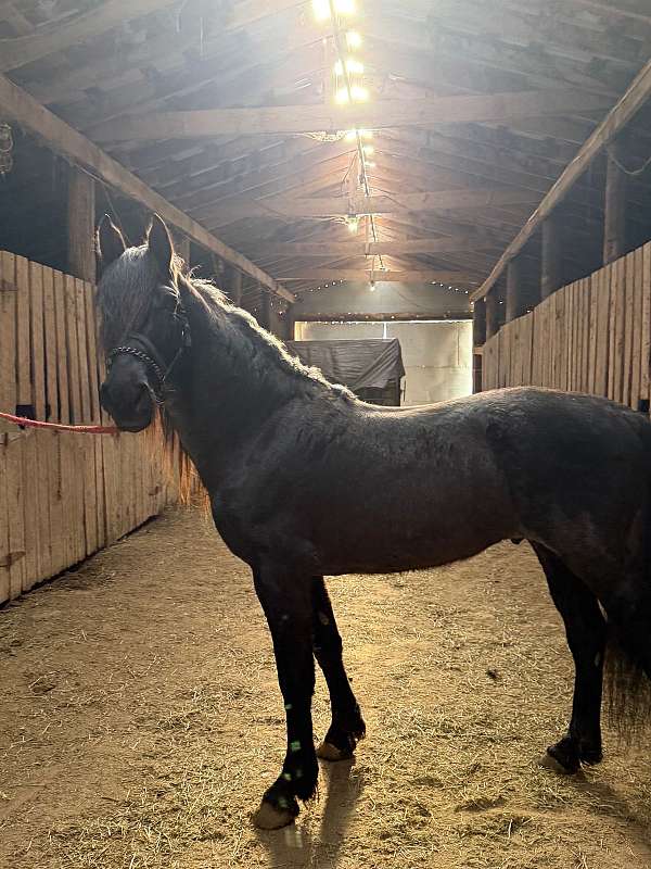 black-roan-tennessee-walking-horse