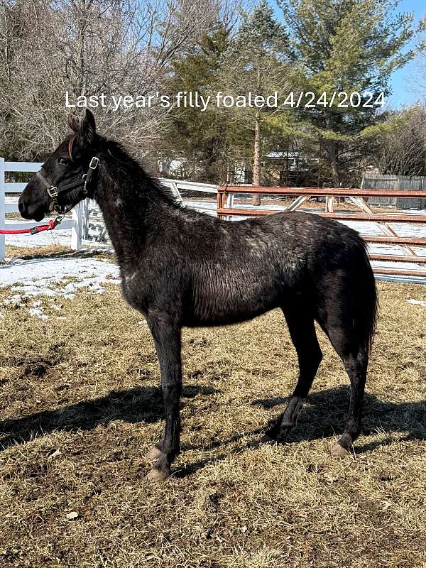 broodmare-tennessee-walking-horse