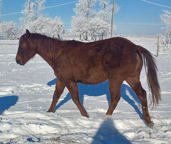 halter-heel-filly