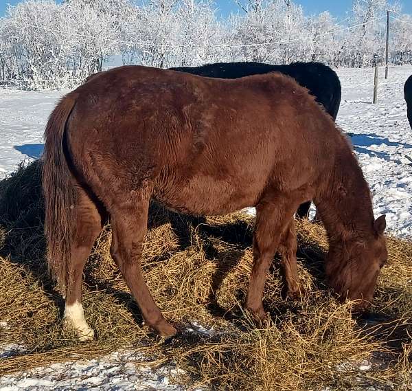 halter-heel-horse