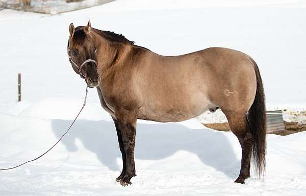 trail-horse-stallion