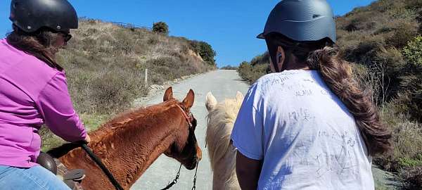 cool-andalusian-horse