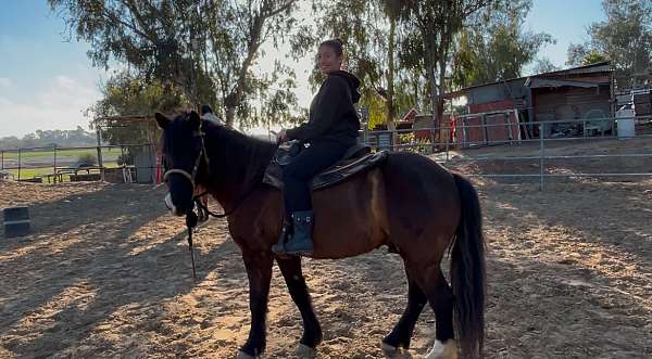 bay-chestnut-saddlebred-for-sale