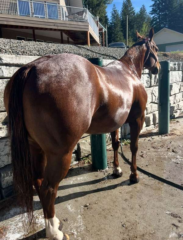 barrel-quarter-horse