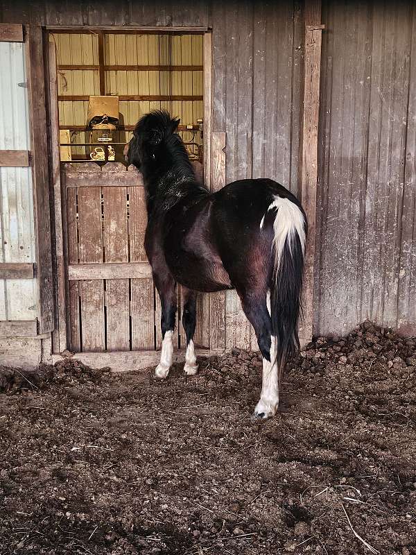 welsh-pony-for-sale