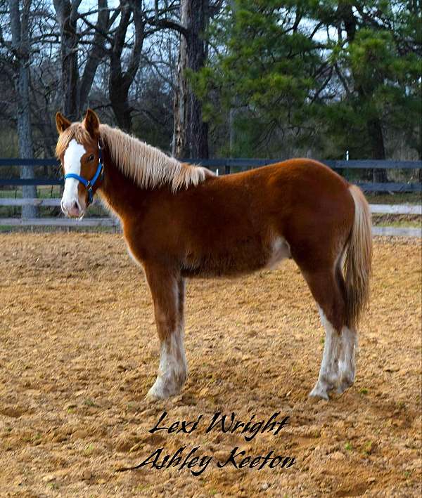 gypsy-vanner-percheron-colt