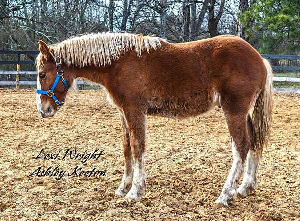 gypsy-vanner-percheron-horse-for-sale