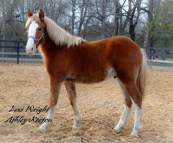 gypsy-vanner-percheron-horse