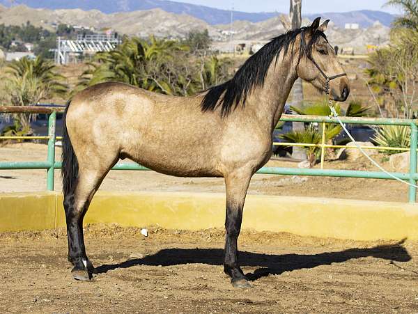 andy-andalusian-pony