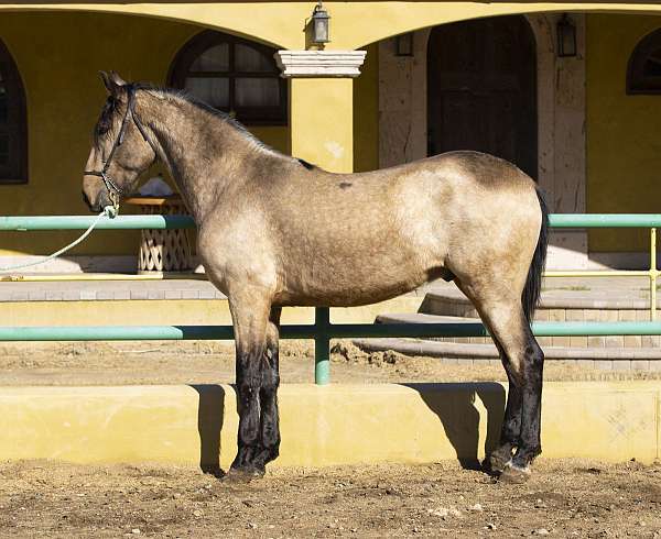 purarazaespaola-pony