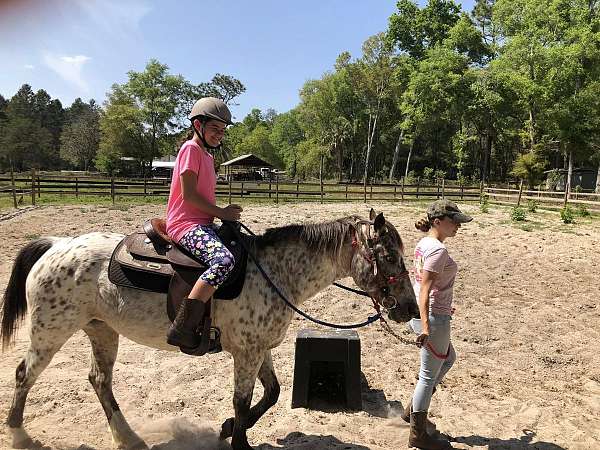 short-appaloosa-pony