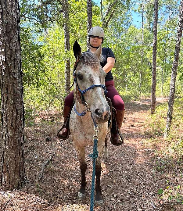 cute-appaloosa-pony