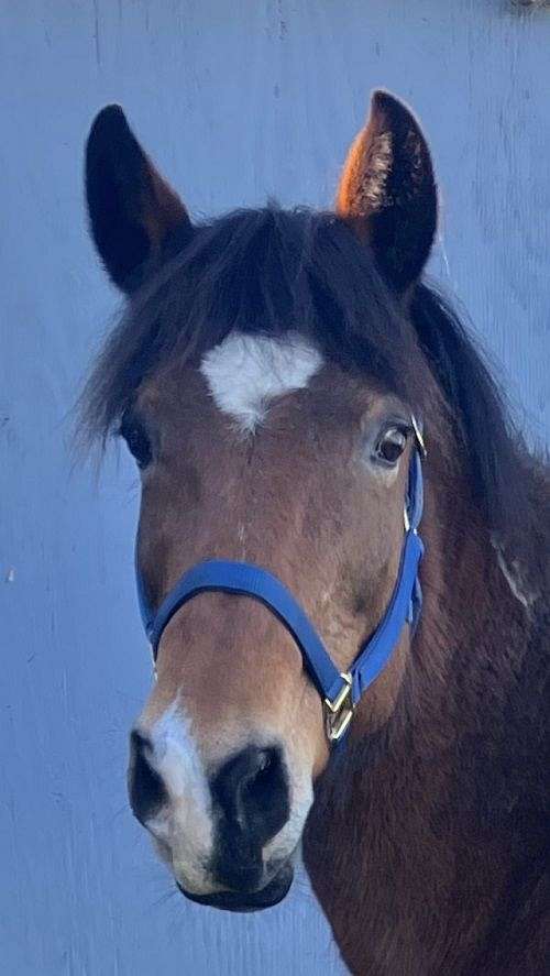 performance-rescue-mustang-horse